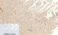 CREB-1 (phospho Ser133) Polyclonal Antibody